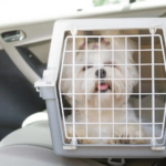 VTC TAXI ÉLITE-transfert animaux-vtc